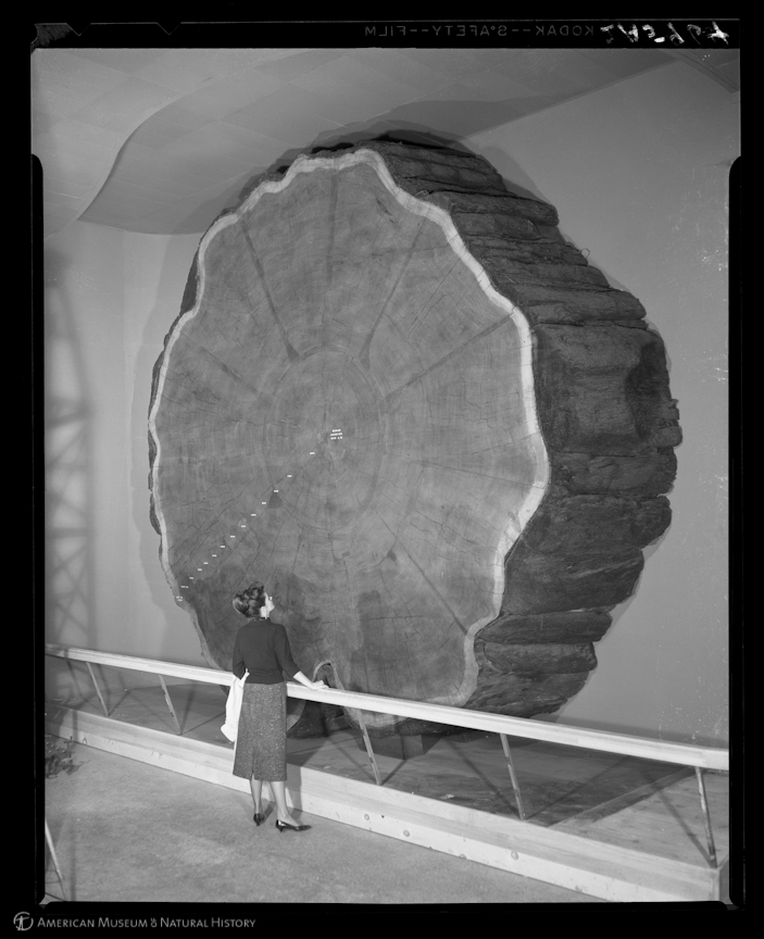 “Woman looking at Giant Sequoia section, 1958”, Foto © Lee Boton, American Museum of Natural History